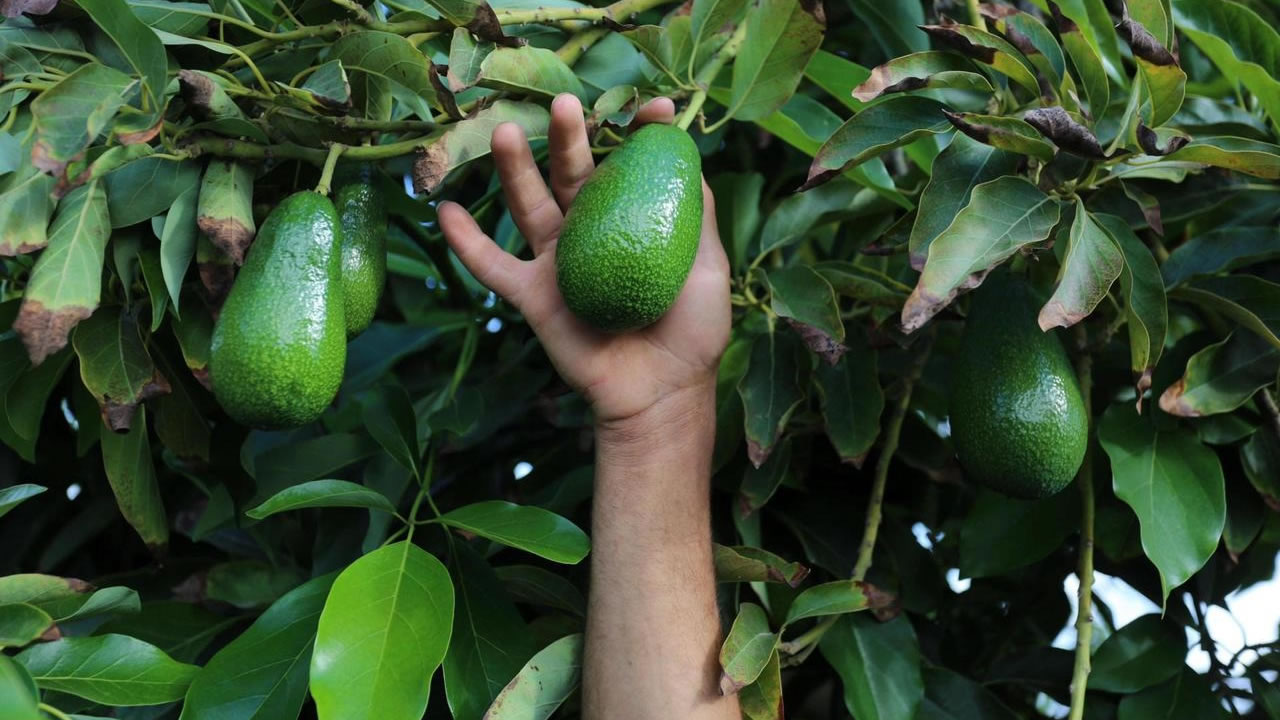Avocats