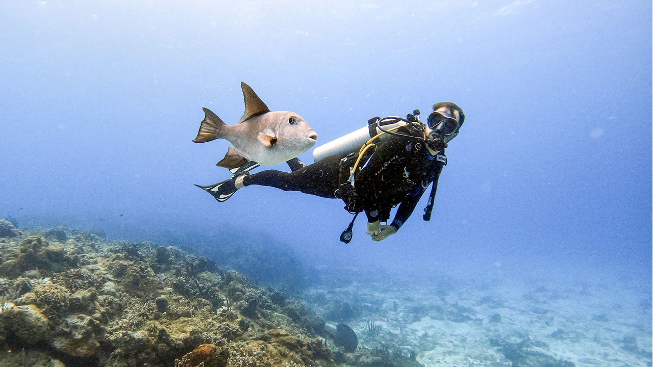 Le changement climatique a un impact sur les récifs coraliens. 