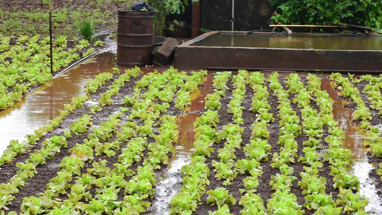 Culture de la canne et des légumes : la Chambre d’Agriculture livre son constat