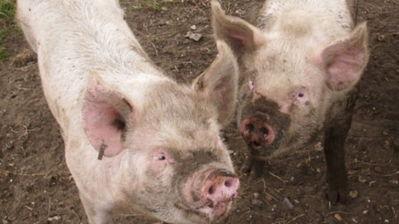 cochon