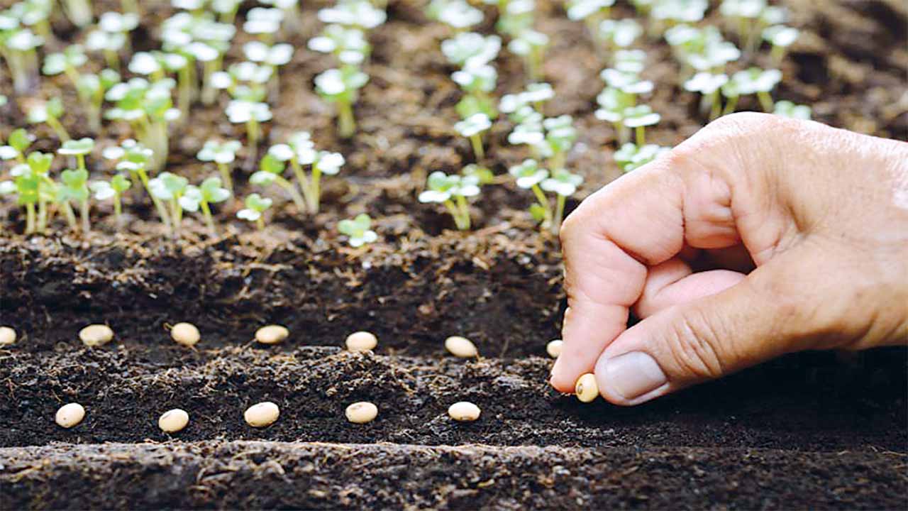 Agro-Industry: Setting up of a National plant variety and seeds office