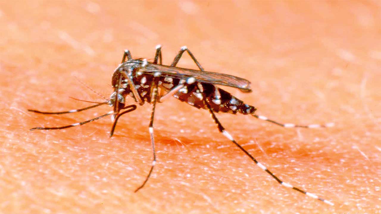 dengue