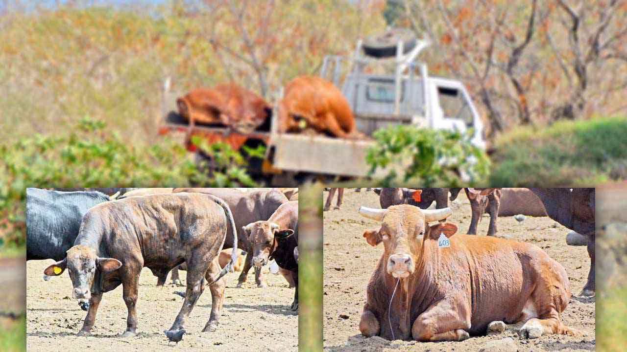 Foot and mouth Disease: Could the crisis have been averted?