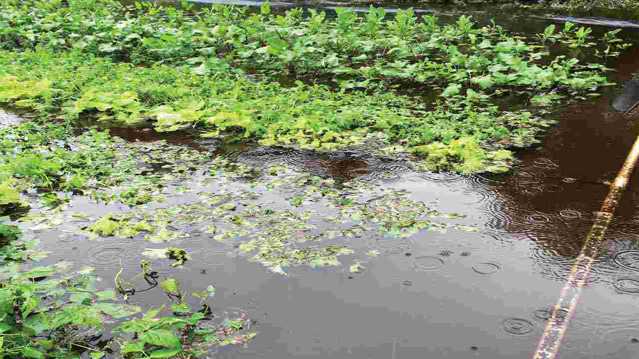 The impacts of Carlos