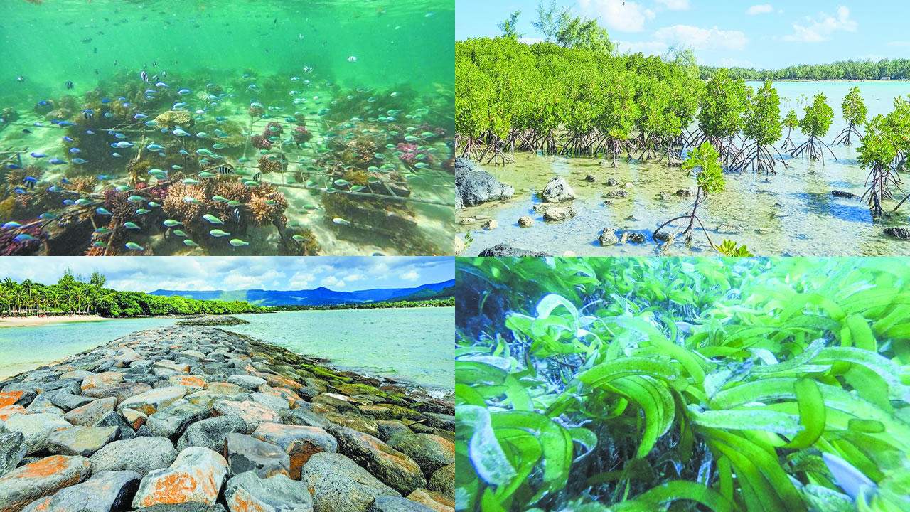 Les récifs coralliens, les herbiers marins et les mangroves sont nos meilleurs alliés.