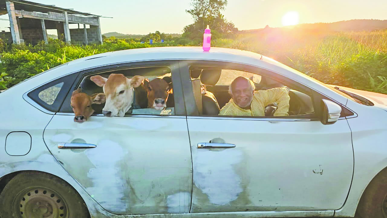 Chaque matin d’été, il emmène trois de ses veaux faire une balade en voiture.