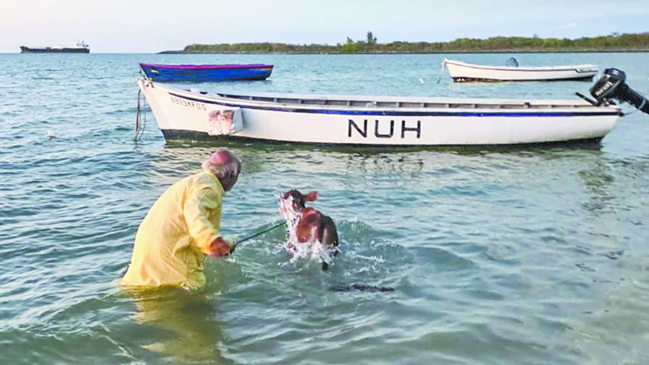 Il souhaite que ses veaux découvrent un environnement au‑delà de l’enclos. 