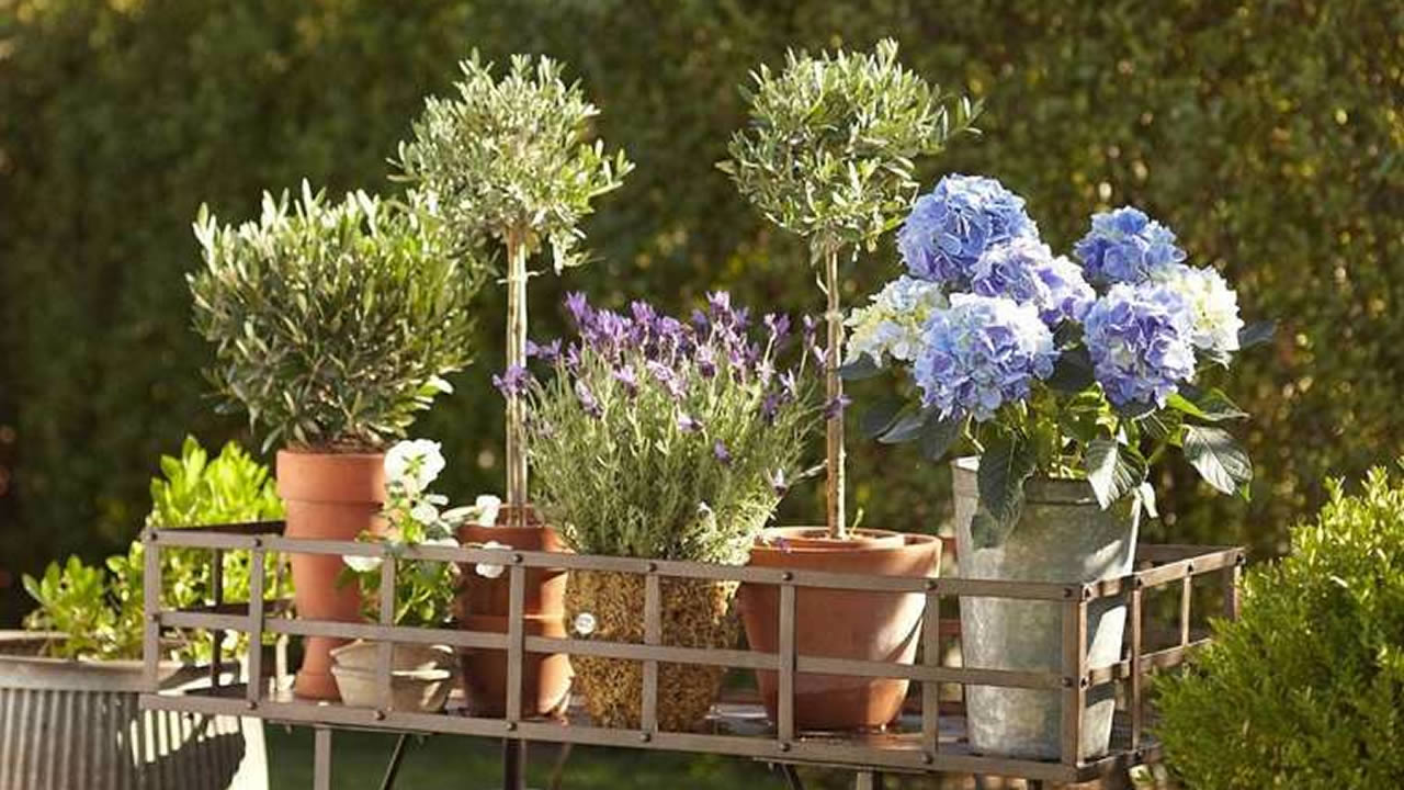 Des plantes pour tous les goûts.