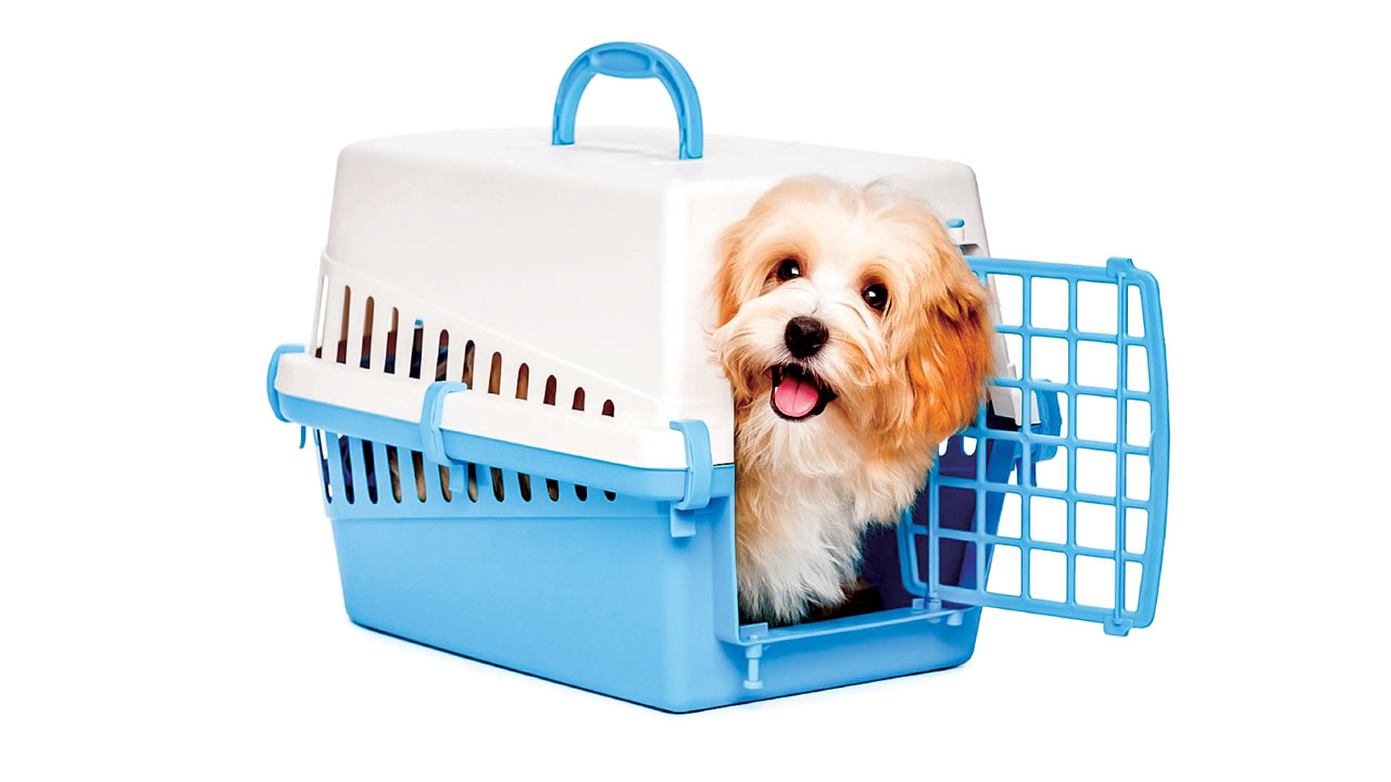 Interdiction d’importer des animaux vivants de la Chine