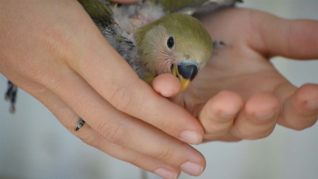 Certains pensionnaires demandent une attention soutenue.
