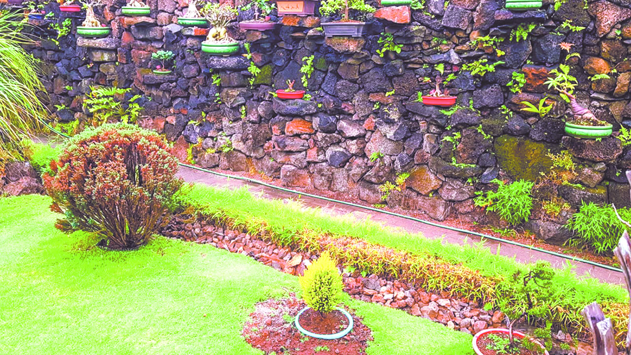 La cour d’Assad Tagaully à Phoenix abrite une cinquantaine de bonsais.