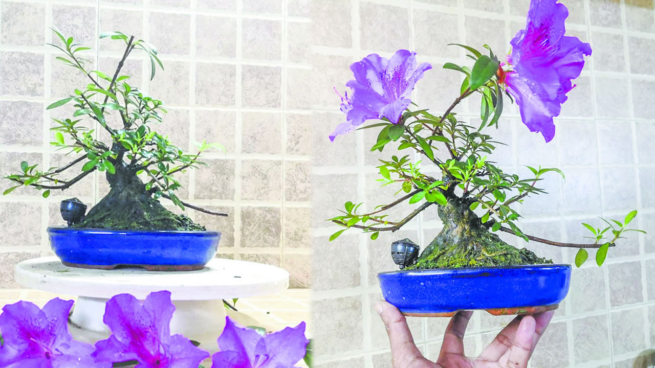 Sa collection est à la fois esthétique et symbolique : sapins élégants, ficus robustes, arbres fruitiers miniaturisés – manguiers, citronniers, goyaviers – parfois en fleurs ou portant un fruit minuscule.