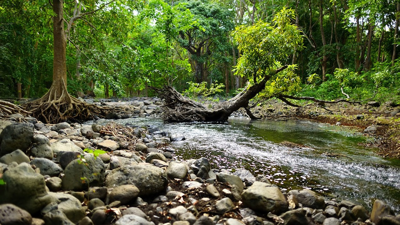 Bras d’Eau National Park