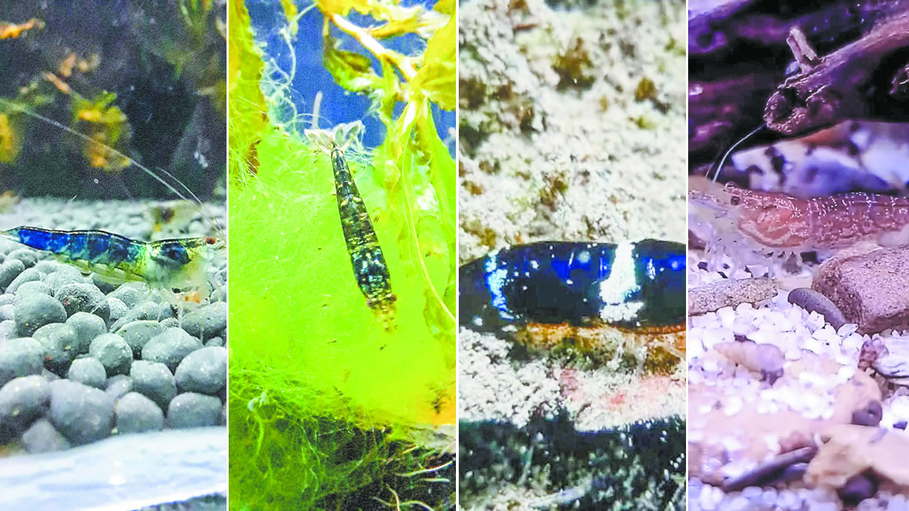 Il prépare actuellement un livre, « List of New Undescribed Species of Shrimps ».