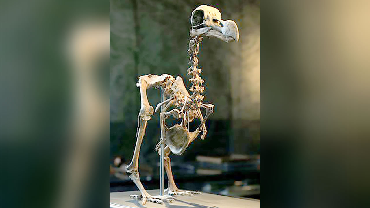 Squelette du dodo en 2016 
