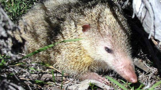 De chasseur à proie : parti chasser des tanrecs, il se fait voler sa moto