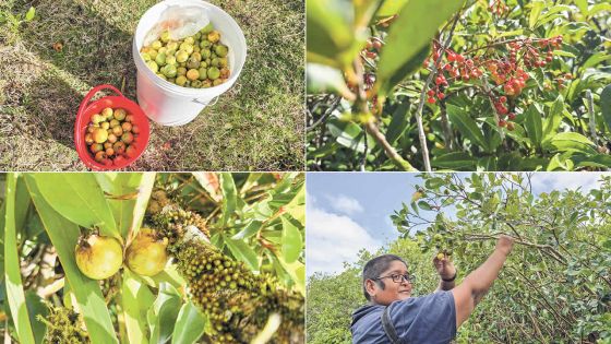 Goyave de Chine : le goût des souvenirs