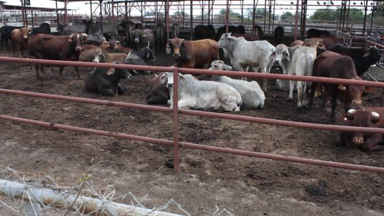 Fièvre aphteuse : Rs 17, 6 millions versées aux éleveurs