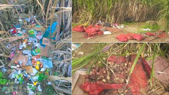 Pollution dans un champ de cannes à Plaine-Magnien : des maraîchers blâmés