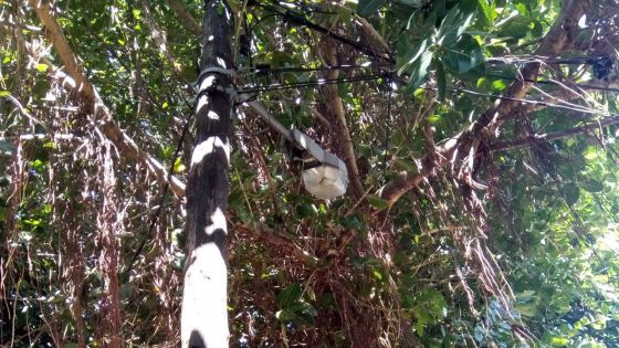 Route Abattoir à Roche-Bois : l’abattage d’un arbre se fait attendre 