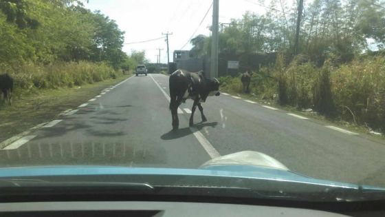 Après un cas rapporté en juillet : des bœufs obstruent le passage à Grand-Baie