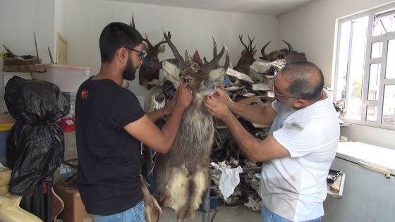 Les Bhugeloo, taxidermistes : pour donner une nouvelle vie aux trophées