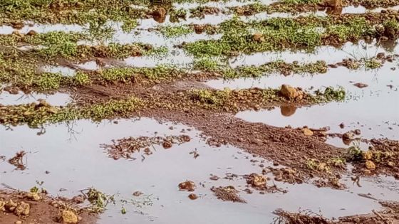 Consommation : les prix des légumes font germer l’amertume