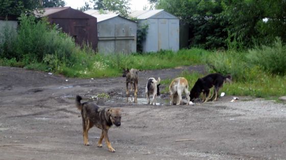 Chiens errants : la MSAW effectue ses opérations sous escorte policière