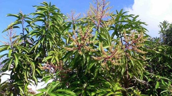Abattage : un arbre fruitier gêne des câbles électriques