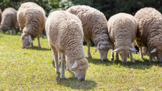 GB : un logiciel pour reconnaitre les moutons malheureux