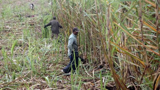 Joint Technical Committee : le Premier ministre rencontrera les petits planteurs ce jeudi