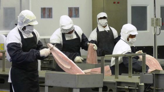 Poisson : la pénurie de thon fait grimper le prix