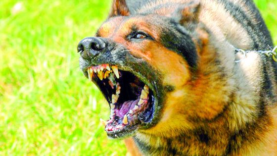 Mordue par un chien de race : une femme encourt elle-même ses frais médicaux