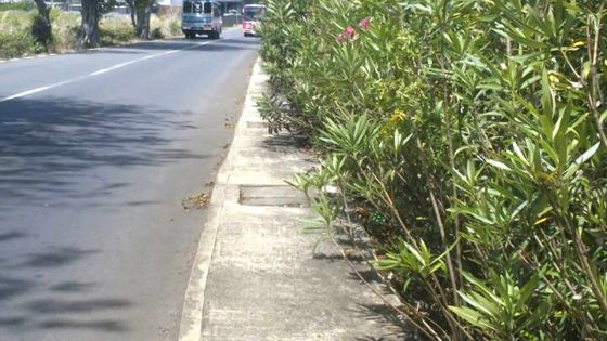 Quand les plantes envahissent les trottoirs