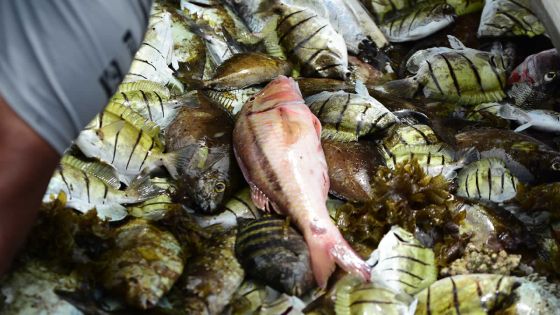 La pêche autorisée sous certaines conditions dès ce vendredi 