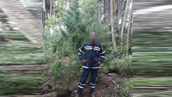 Opération de ratissage : des plants de gandia de 4 mètres déracinés