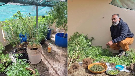 Il avait aménagé une serre sur son toit : un agent d’assurance coffré avec Rs 2,4 millions de cannabis