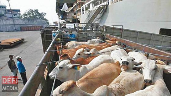 À Mont Mascal, Petit-Raffray : plantations de canne à sucre ravagées par des taureaux
