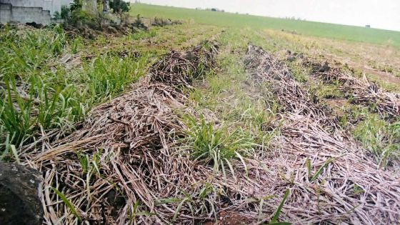 Incendie des champs de canne : conséquences désastreuses pour les petits planteurs