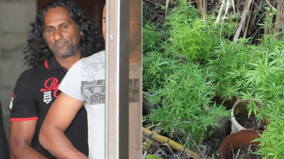 À Pamplemousses : des plants de gandia entourant  une porcherie déracinés par l’Adsu