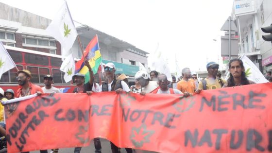 CLAIM propose la légalisation du cannabis sous toutes ses formes