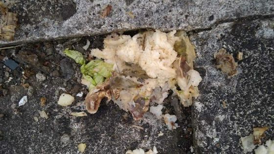 Des morceaux de verre dans de la nourriture pour chiens