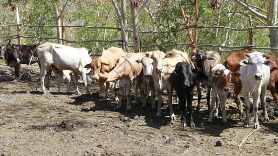 Fièvre aphteuse - Mahen Seeruttun : «Le rapport du FFC déposé au Parlement ce mardi»