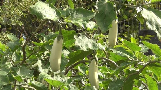 La plante qui rapporte cinq variétés d’aubergine
