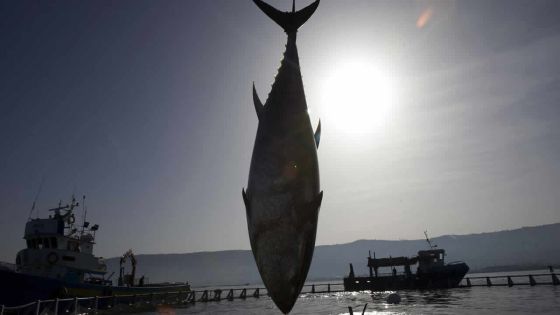 Selon l’Union européenne: le thon albacore surexploité dans l’océan Indien