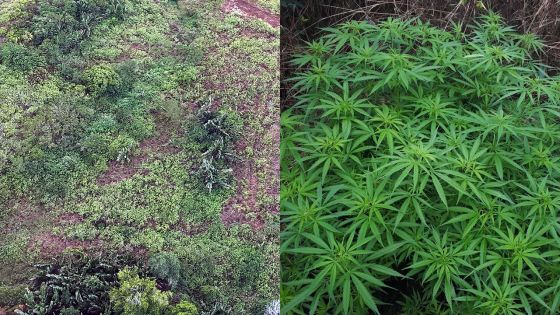 2.664 plants de gandia déracinés à Piton et Brisée-Verdière