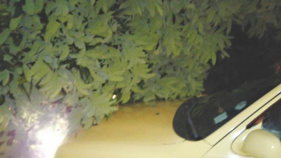 À Bois-Mangues : une branche atterrit sur une voiture