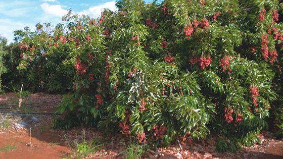 Letchis : une récolte estimée à 2 000 tonnes cette année