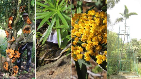 Plantes endémiques : 125 espèces sont menacées d’extinction