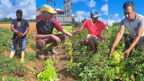 Planteurs : retour à la case départ